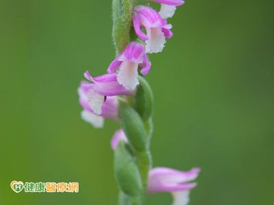 抗氧化秘宝—绶草，来作为回溯肌龄的良方