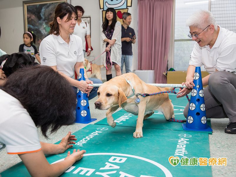 惠光推廣導盲犬體適能　強化中老年犬肌耐力