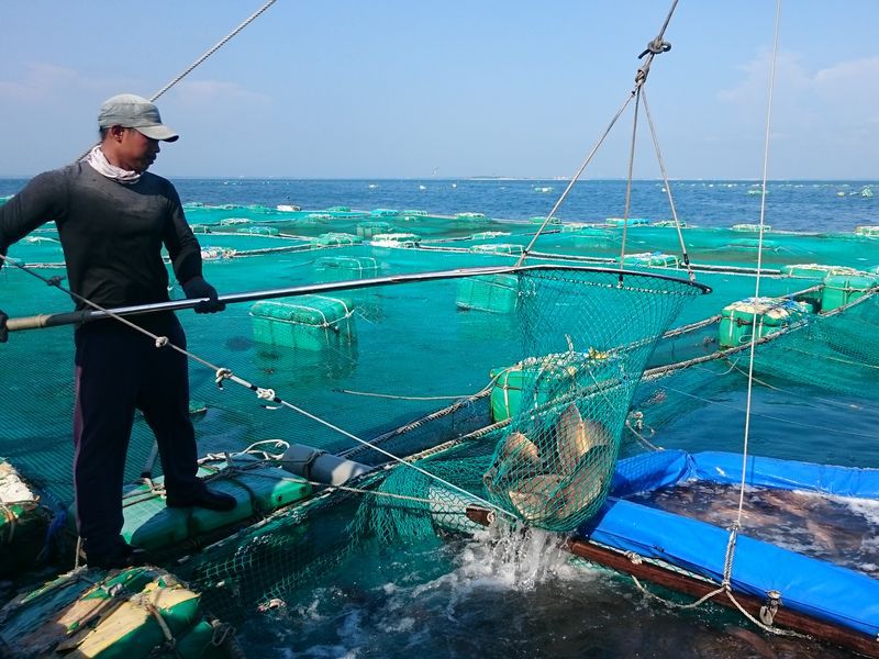 「幫魚洗澡」奇景　無毒健康的證明