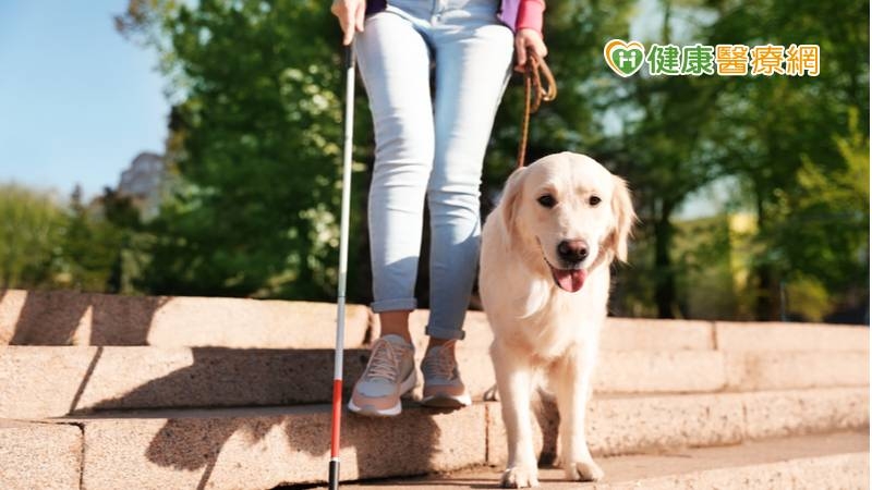 治療導盲犬駐點　暖心互動療癒患者