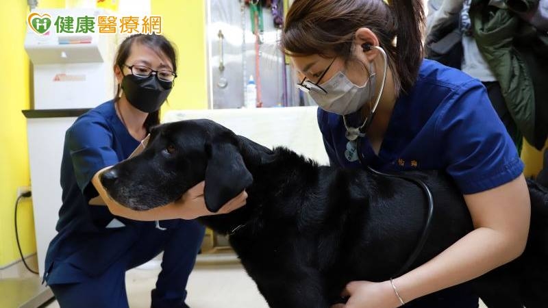 遠赴土耳其救災2隻搜救犬返國　興大USR獸醫協助健檢結果曝