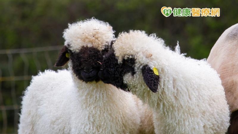 柔軟蓬鬆好想摸！　外國「綿羊療法」超萌