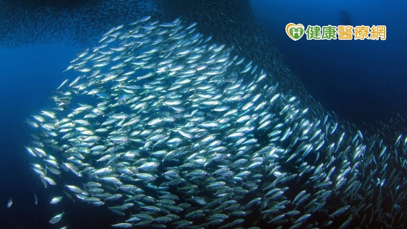 高濃度Omega-3＝好魚油？　錯！醫師：好魚油主要看「型態」