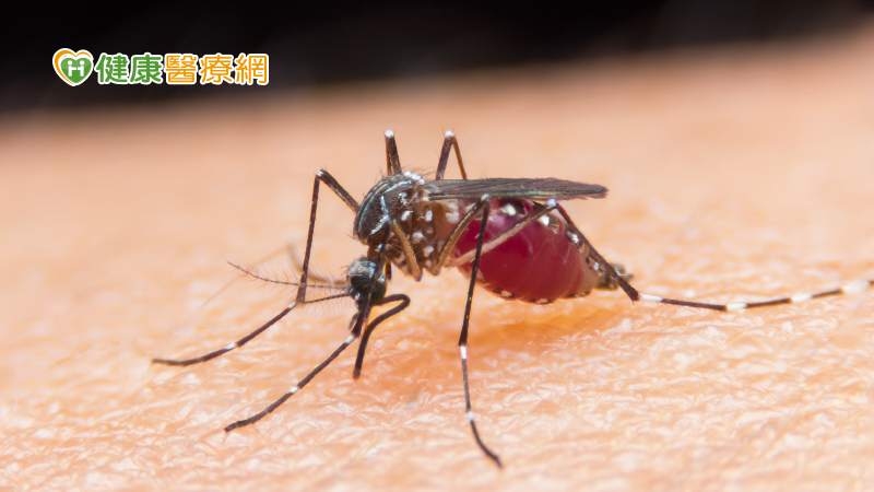 登革熱疫情爆發！阿根廷用「輻射」對抗　絕育蚊子避免病媒蚊傳染