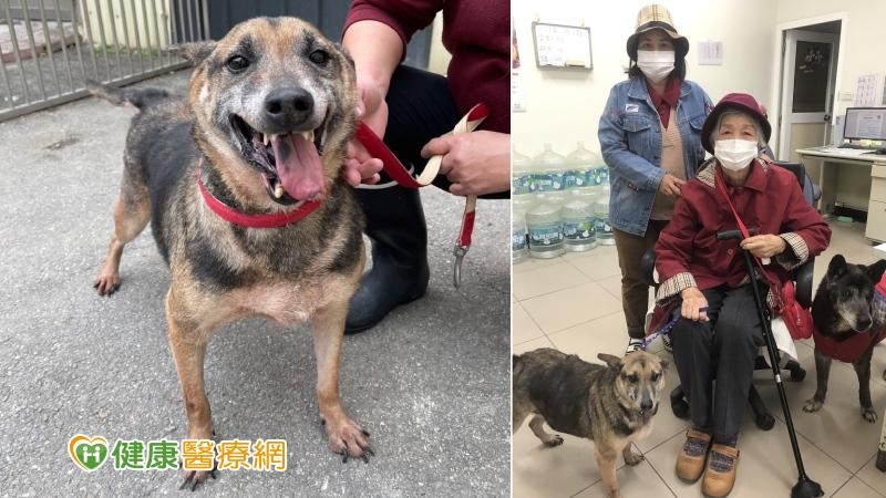 銀髮族養寵物好處多　延緩認知衰退、減少孤獨、增加快樂