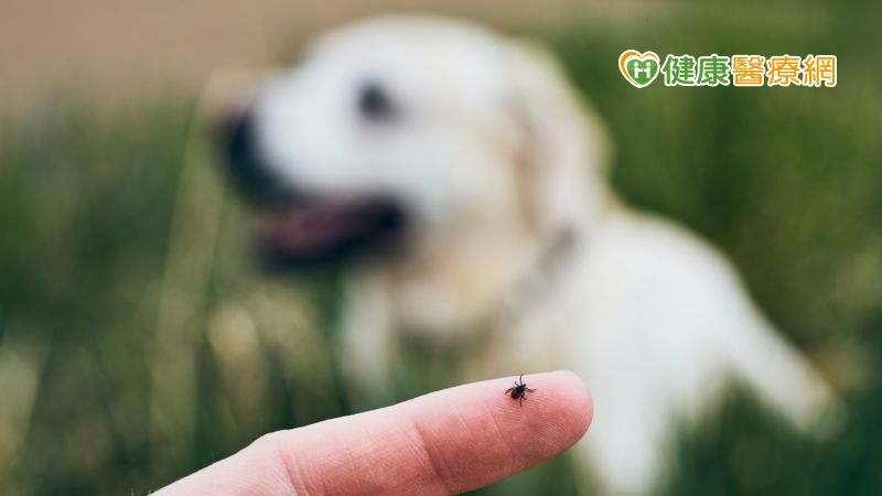 毛孩外出散步惹跳蚤　家人被叮險釀蜂窩性組織炎
