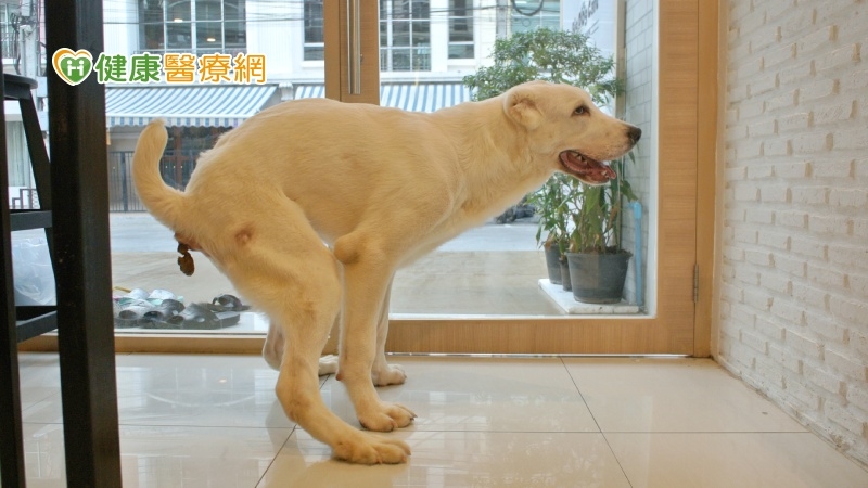 寵物排泄物、分泌物沾滿家中　當心進入人體引發感染