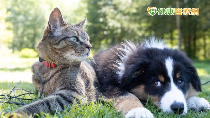 寵物殯葬合法化落日條款前　飼主尋找合法業者五大關鍵