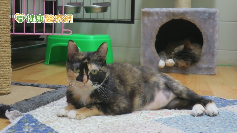 幼貓骨盆狹窄嚴重便祕　獸醫自製撐開器手術助行走