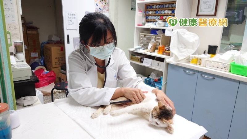 愛貓進行絕育手術後竟死亡！　寵物醫療糾紛如何排解？