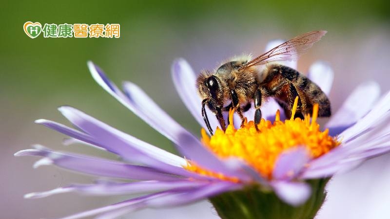戶外活動小心！9月<span style='color:red'>蜜蜂</span>螫傷好發季　如何避免蜂螫？被螫傷該怎麼辦？
