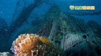 鈣鐵供應量大跌、癌藥缺原料　竟跟珊瑚礁有關？　