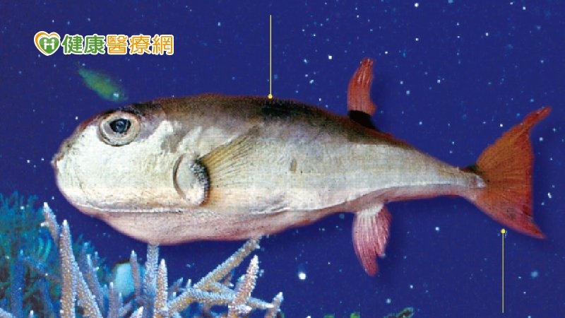 南投食河豚中毒案檢驗出爐！「月尾兔頭魨」釀禍　最毒生魚片2片就可致死