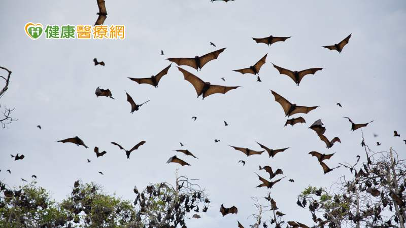 家中撿到「麗沙病毒」蝙蝠！與狂犬病毒同屬　若被抓傷、咬傷該怎麼做？