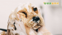 加強狗狗免疫力　專用洗髮精照顧寵物健康