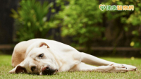 照顧狗狗關節　辨識疼痛跡象及有效應對措施