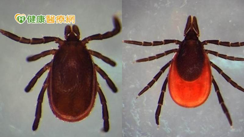 「萊姆病」是一種由伯氏疏螺旋體（Borrelia burgdorferi）所引起的人畜共通傳染病，不會人傳人，主要傳染途徑是經由被感染的蜱蟲（俗稱壁蝨）叮咬。（圖／研檢中心－病媒實驗室提供）
