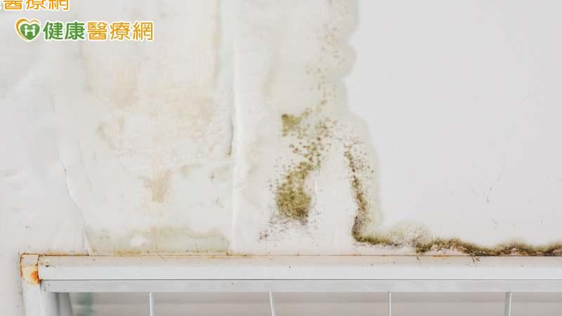 惱人壁癌不止難看 吸入粉塵黴菌還有「這些影響」！免疫力差者更要當心