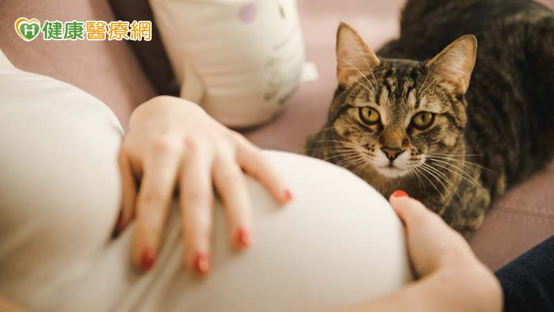 臺安醫院婦產科主治醫師周佳謙表示，其實，家中有養毛小孩的準媽咪真的不用太過擔心，只要孕婦本身沒有過敏體質等問題，在懷孕之前就已經養有寵物的人，不用因為懷孕而捨棄毛孩。