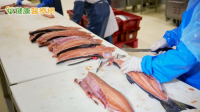 認識「海獸胃線蟲症」，食用海鮮有撇步