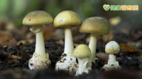 降雨毒菇狂長！　醫示警：辨識App不保險、烹煮也除不掉毒素