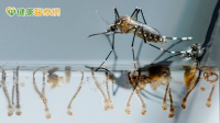 登革熱本土病例累至21例！疾管署：落實「巡倒清刷」是關鍵