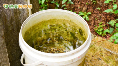 蚊子「立冬」不冬眠　本土登革熱新北首列現跡