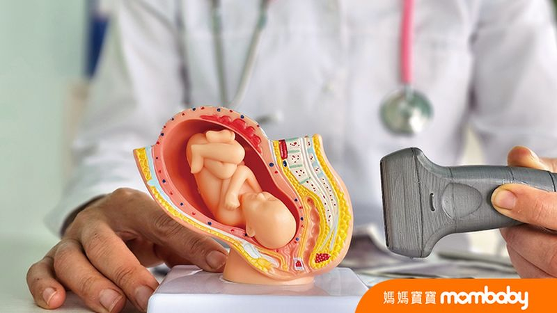  胎盤，是懷孕期間才存在的器官，雖然只是臨時性的存在，但對胎兒的生長卻至關重要。