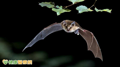 立百病毒致死率最高逾7成　疾管署：赴流行區避吃這些食物