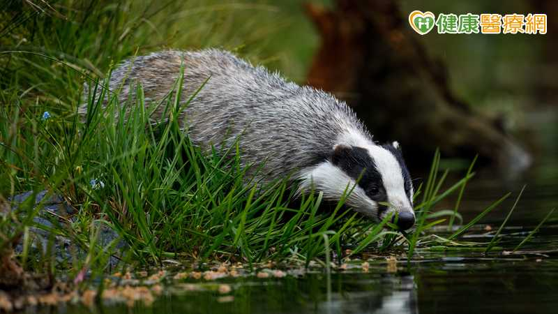 衛生福利部疾病管制署與農業部動植物防疫檢疫署共同呼籲，民眾走春、賞花、郊遊等戶外活動時，切勿接觸、逗弄或捕捉鼬獾等野生動物，以降低狂犬病感染風險。