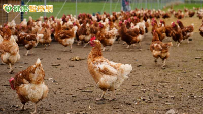 冬春留意禽流感！H5N1今年已7案　疾管署籲「5要6不」防範