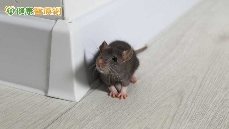 老鼠常讓許多人頭皮發麻，衛生福利部疾病管制署提醒民眾正確清消方式，降低漢他病毒感染風險。