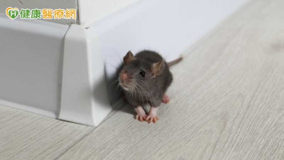 漢他病毒可存活2至7天！漂白水清鼠屍糞　疾管署揭正確比例