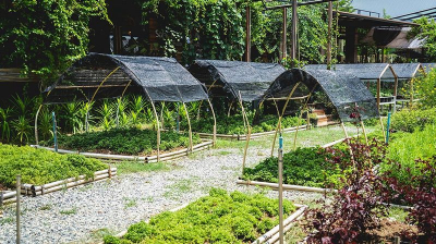 《兔子效應》：原來「善良」比醫藥更能延年益壽