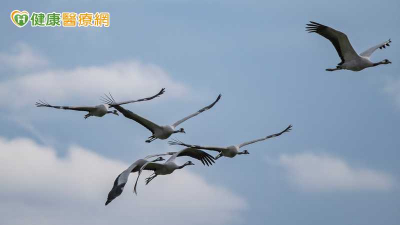 首例本土H7N7新A流確診　疾管署評估公衛風險「低」：密切監控中
