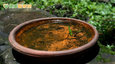 豪雨後登革熱風險升高！疾管署教「4招」防病媒蚊　發燒、頭痛要注意