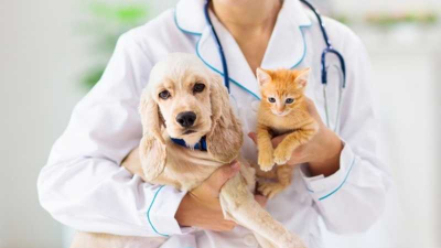 幼貓幼犬可以喝牛奶嗎？獸醫揭新手飼主4大「照護誤區」，不出門也可能生病