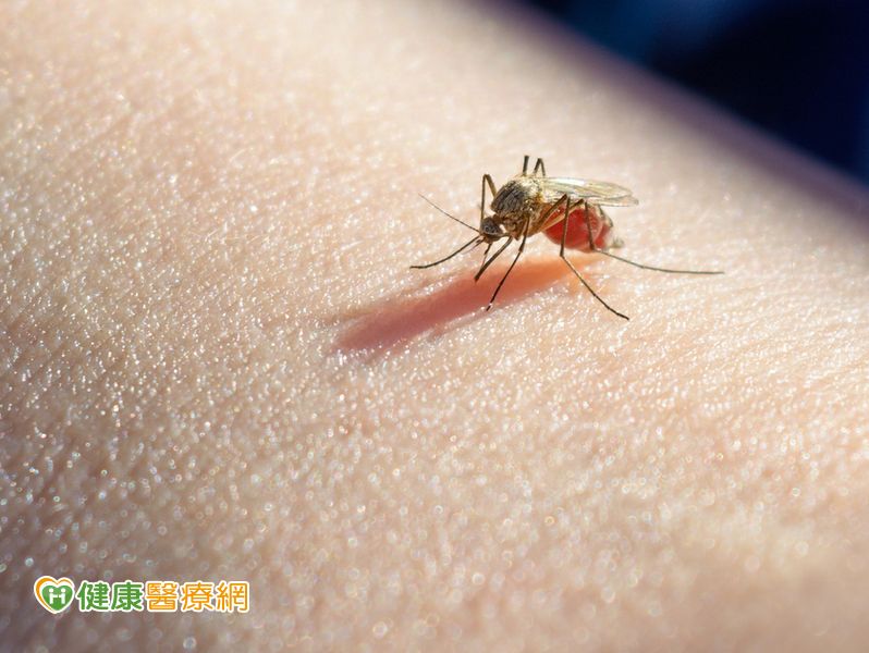 降低登革熱風險　加強防蚊滅蚊