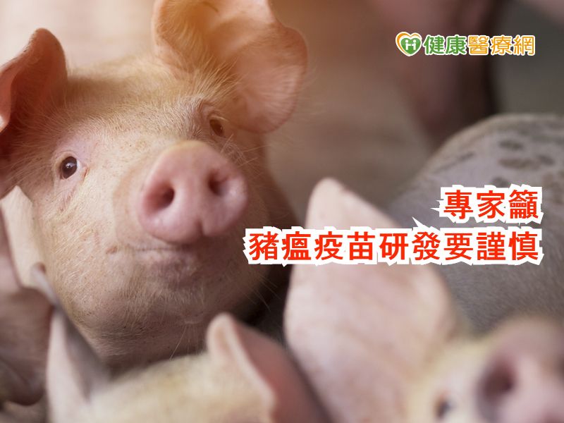 中國研發豬瘟疫苗　專家憂呷緊弄破碗