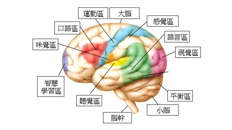 腦中風合併失語症　需把握治療時機