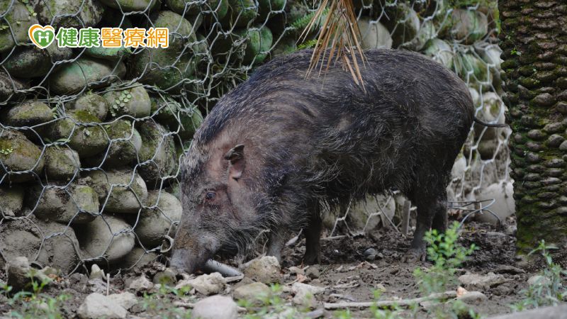 林英龍醫師呼籲，許多民眾假日熱愛戶外活動，但務必留意環境中的野生動物與昆蟲，以免敗興而歸。