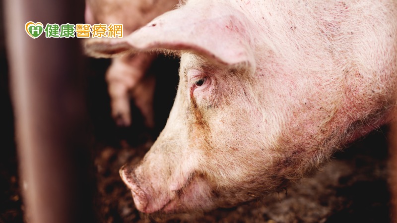 首現H1N2v流感病毒案例　常存在豬隻中