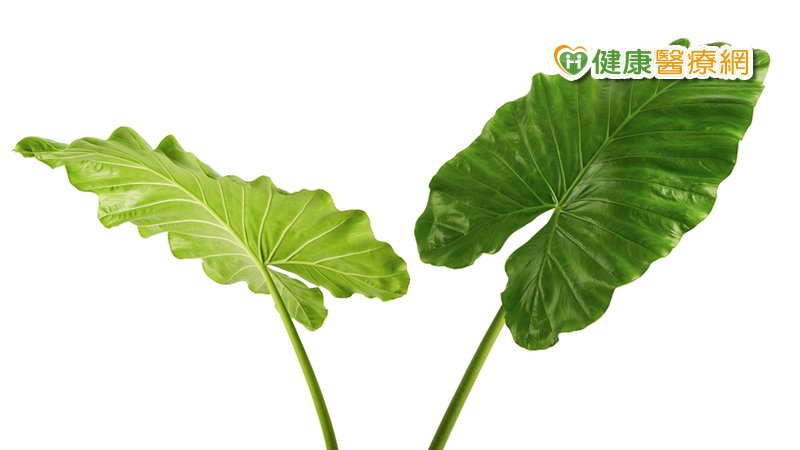 姑婆芋與芋頭外觀相似，兩者在野外不容易辨識，不慎便可能造成誤食。