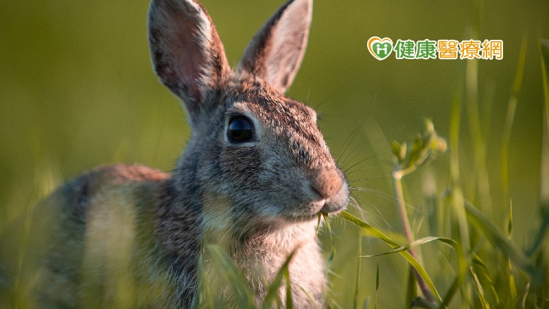國內發現首例兔熱病　慎防節肢動物叮咬，避免接觸野生動物