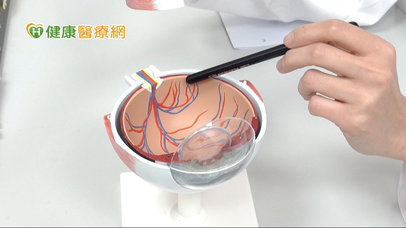 黃斑部位於視網膜正中央的部位，負責最重要的中心視力（圖／恩主公醫院提供）