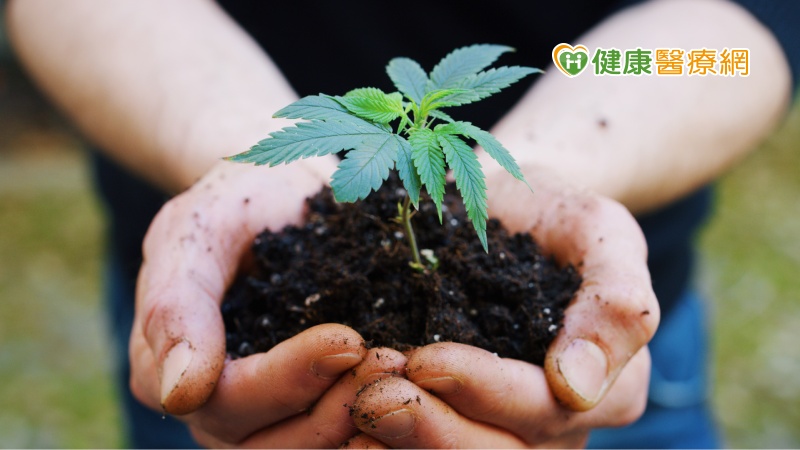 大麻（Marijuana）是一種耐寒的一年生草本植物，生長在溫帶或熱帶氣候的地區，大麻的化學組成極為複雜，目前已知且萃取出的大麻酚高達60幾種，力如四氫大麻酚（Tetrahydrocannabinol, THC）、大麻二酚（cannabidol）及大麻酚（cannabinol）等，且以四氫大麻酚之對於人體造成的作用最強。