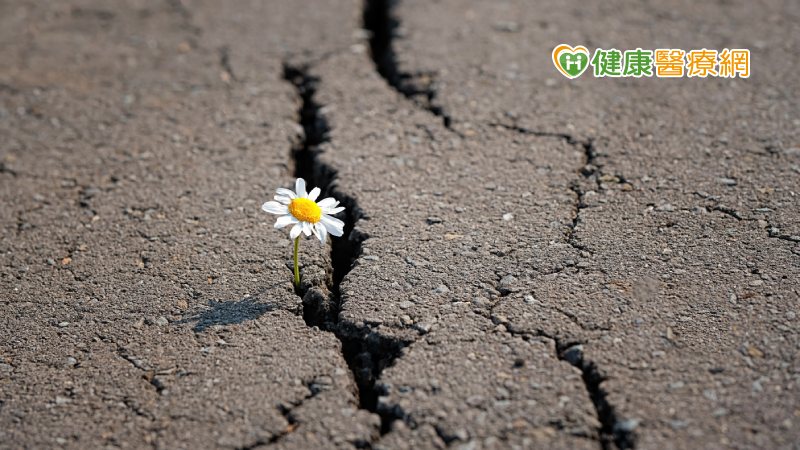 縫隙中也能燦爛綻放　別低估你的生命力