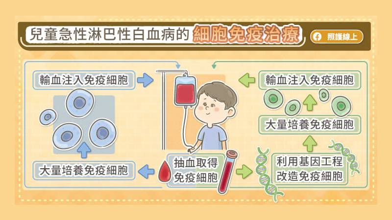 免疫細胞輸回病人的體內，就可以發揮免疫毒殺效果，精準消滅癌細胞。