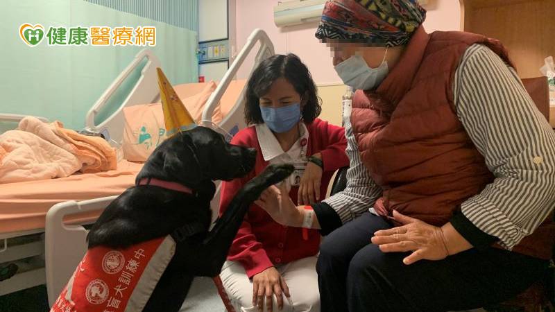 進入安寧病房的治療犬不僅個性穩定也是訓練有素的的導盲犬,不僅能察覺病人的感受,及時給予回應,也能協助轉移病人的疼痛及焦慮,