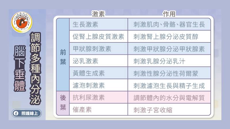 腦下垂體能夠分泌多種荷爾蒙，調節全身的生理機能，包括生長、代謝、生殖、血壓等。